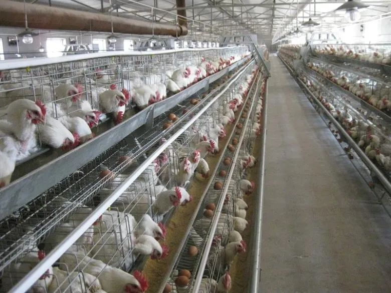 中国肉鸡养殖行业研究报告！年出栏5万羽以上养户仅2.88万家