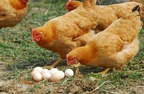 蛋鸡生产常见问题诊断及解决方案(下)