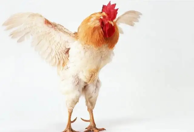 韩国炸鸡价格疯涨，一只整鸡高达153元人民币，遭到网友抵制